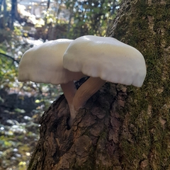 Hypsizygus