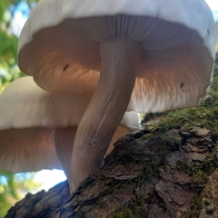 Hypsizygus