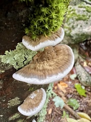 Daedaleopsis confragosa