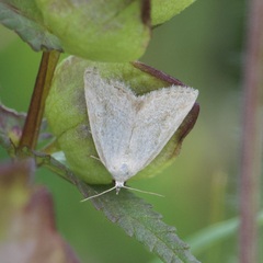 Protodeltote albidula