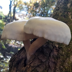 Hypsizygus