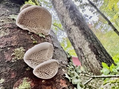 Daedaleopsis confragosa