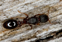 Leptothorax acervorum