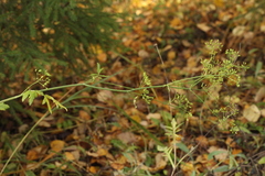Pastinaca sativa sylvestris