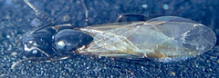 Camponotus