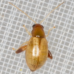 Longitarsus succineus