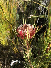 Protea canaliculata