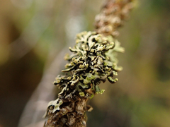 Hypogymnia hultenii