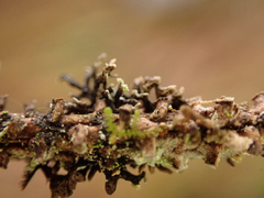 Hypogymnia hultenii