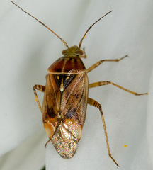 Lygus rugulipennis