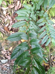 Rhamnus formosana