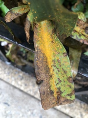 Coleosporium solidaginis