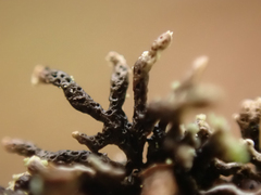 Hypogymnia hultenii