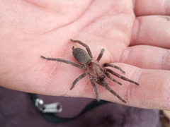 Catumiri argentinense