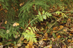 Pastinaca sativa sylvestris