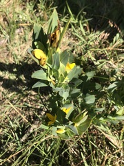 Rafnia elliptica