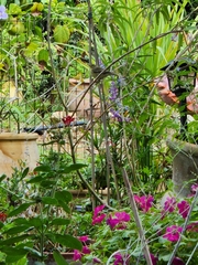 Phylloscopus trochilus