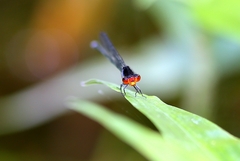 Pseudagrion pruinosum
