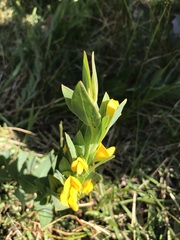 Rafnia elliptica