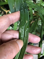Ophiomyia kwansonis
