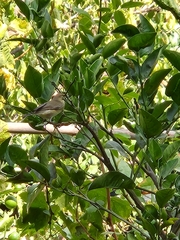 Phylloscopus trochilus