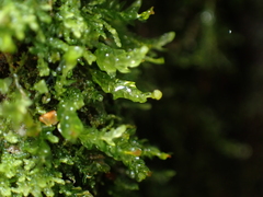 Tetraphis pellucida