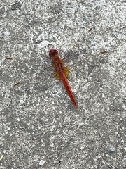 Crocothemis