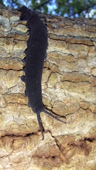 Peripatopsis capensis