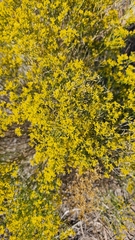 Gutierrezia microcephala