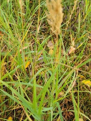 Calamagrostis stricta