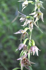 Epipactis leptochila
