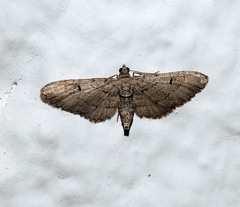 Eupithecia innotata
