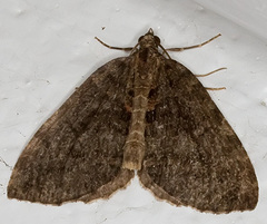 Hydriomena furcata