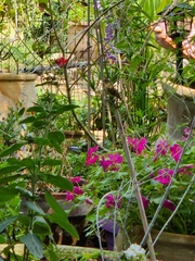 Phylloscopus trochilus