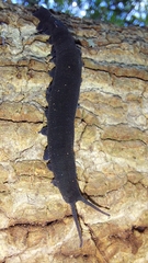 Peripatopsis capensis