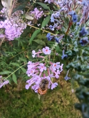 Eristalinus