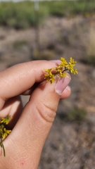 Gutierrezia microcephala