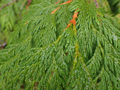Cupressus nootkatensis