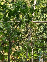 Phylloscopus trochilus