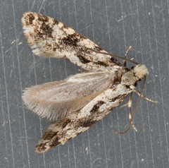 Nemapogon variatella