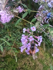 Eristalinus
