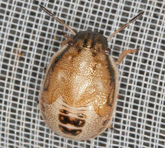 Neottiglossa pusilla