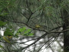 Culicicapa ceylonensis