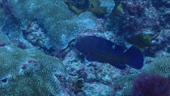 Cephalopholis taeniops