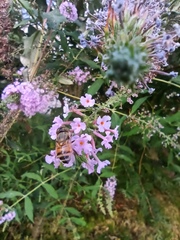 Eristalinus