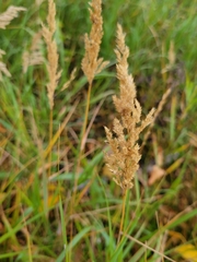 Calamagrostis stricta