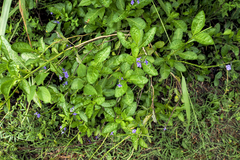 Stachytarpheta