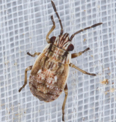 Nysius thymi