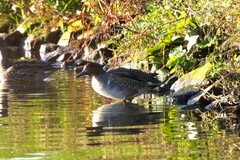 Anas crecca carolinensis