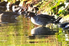 Anas crecca carolinensis